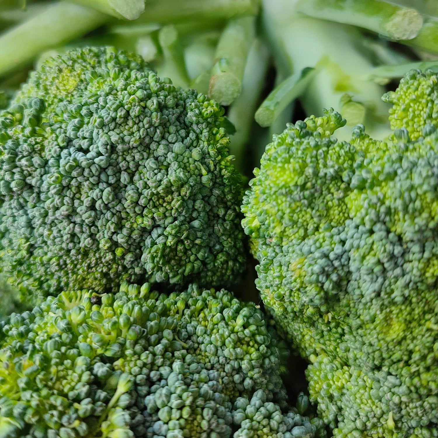 Hvorfor er broccoli sundt