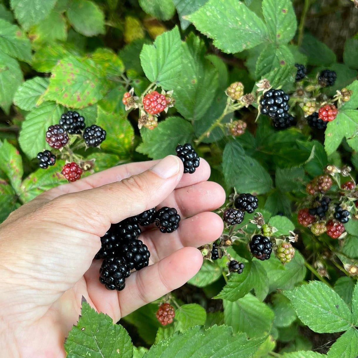 Antioxidanter og fri radikaler