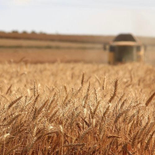 Så nemt undgår du gluten